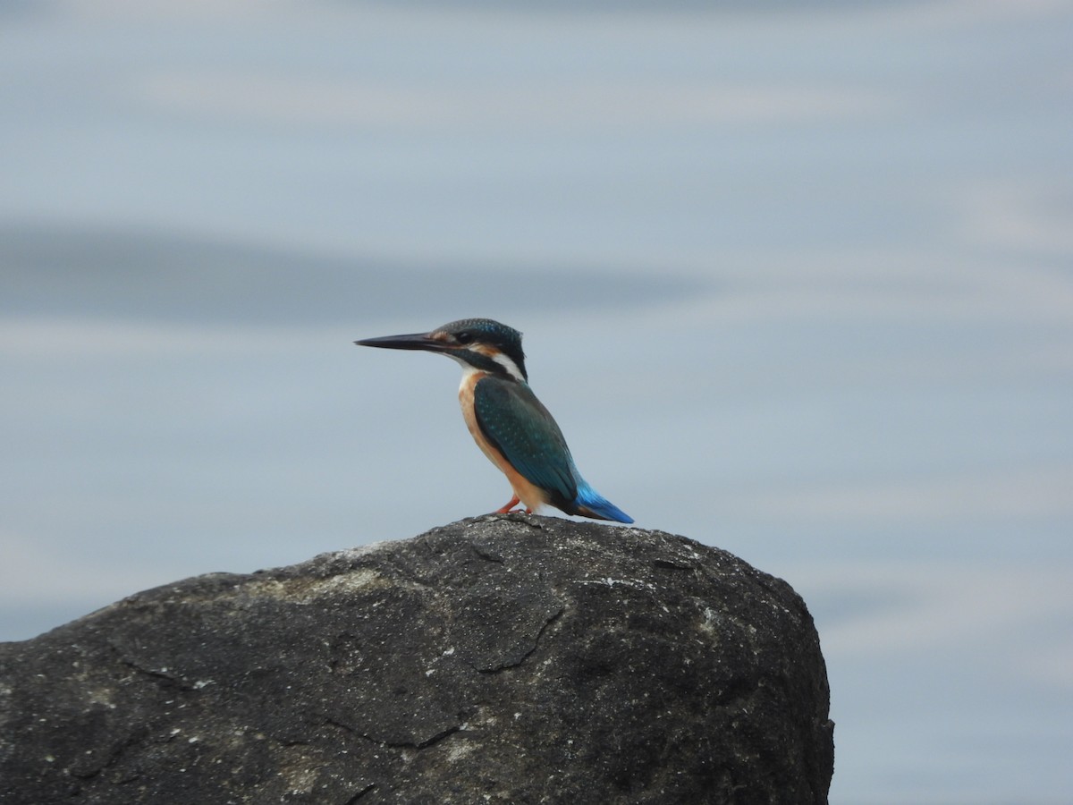 Martin-pêcheur d'Europe - ML646837635