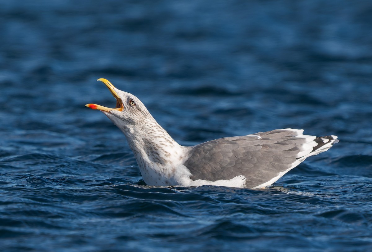 שחף שחור - ML646837636