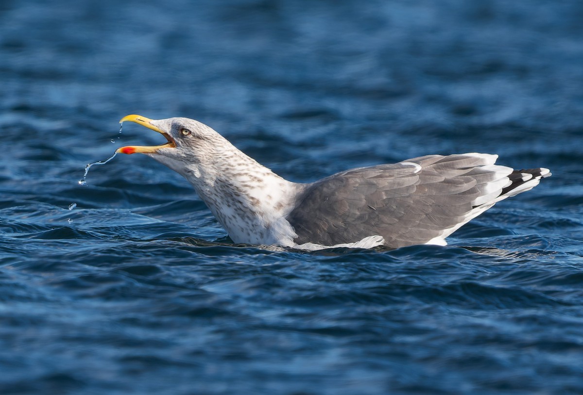 שחף שחור - ML646837637