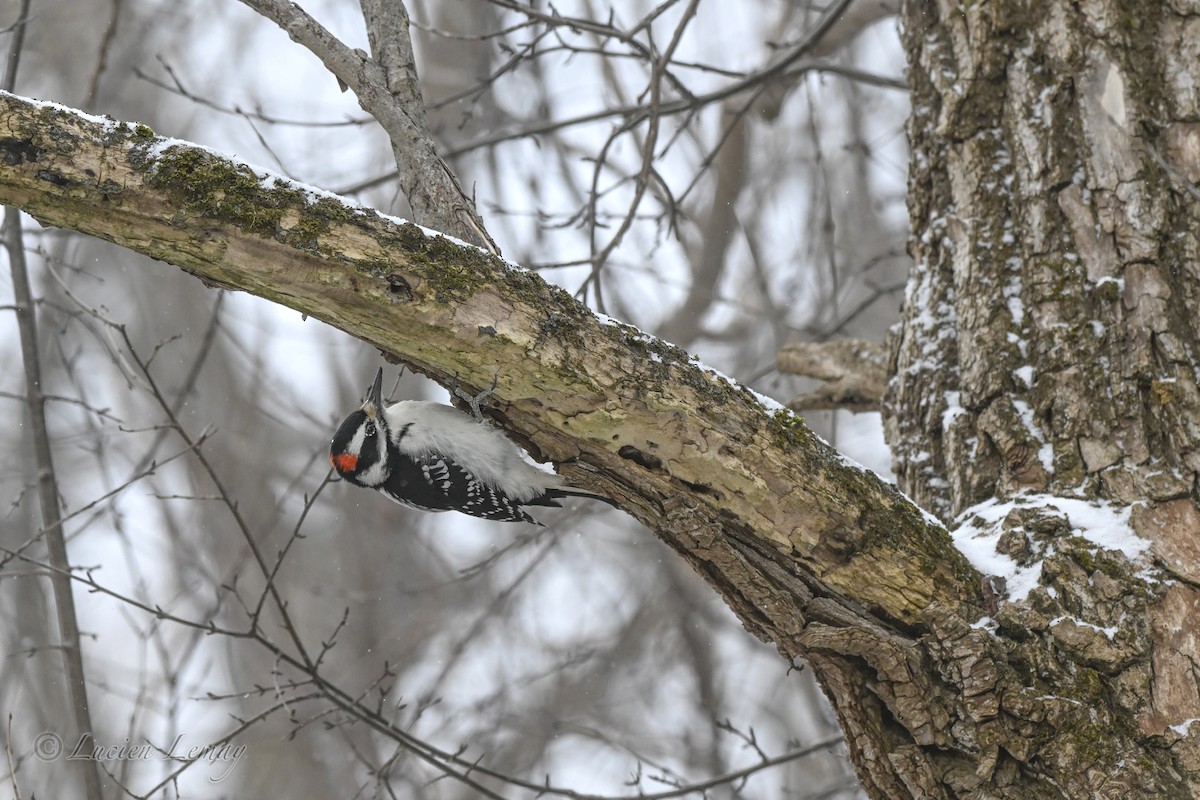 Hairy Woodpecker - ML646837638