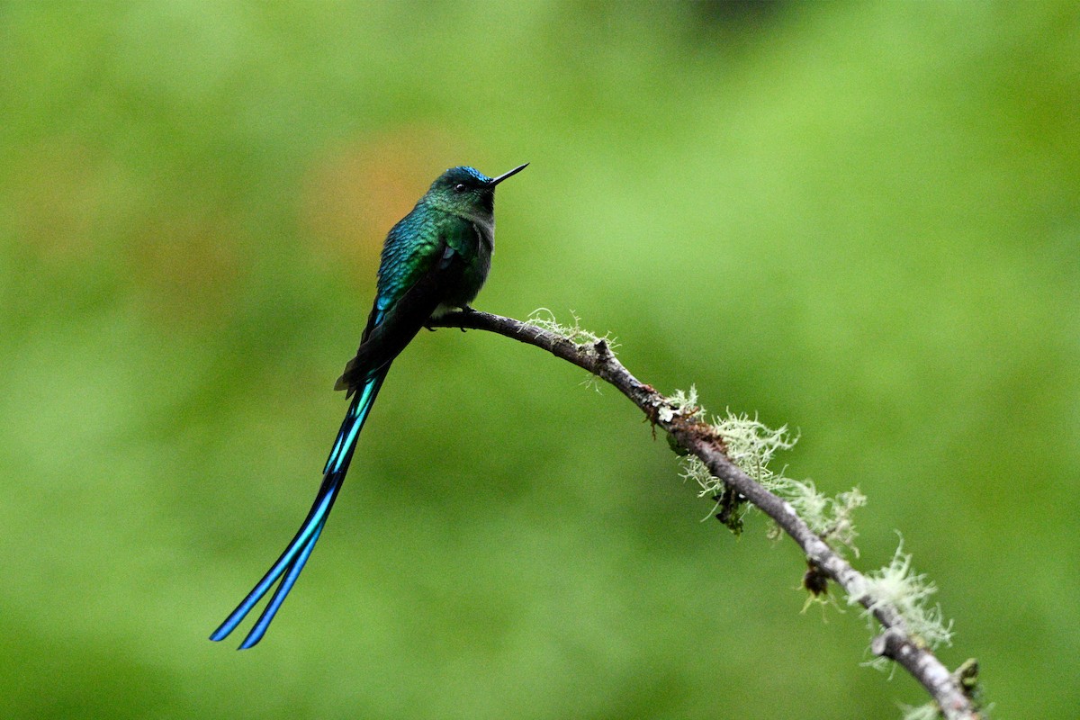 Sylphe à queue d'azur - ML646837640