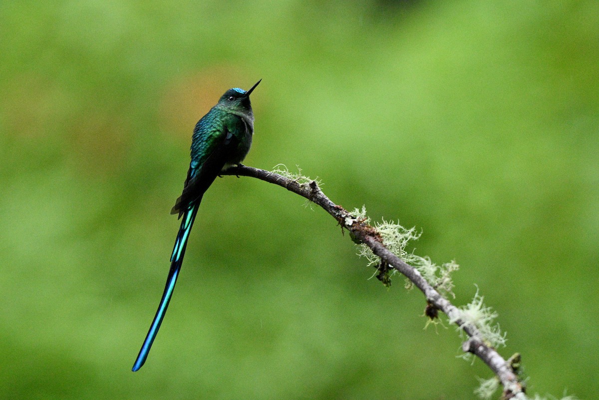 Sylphe à queue d'azur - ML646837641