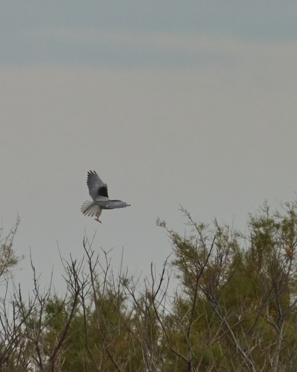 Шуліка чорноплечий - ML646837642