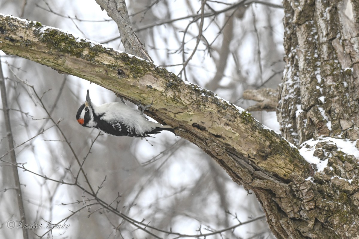 Hairy Woodpecker - ML646837643