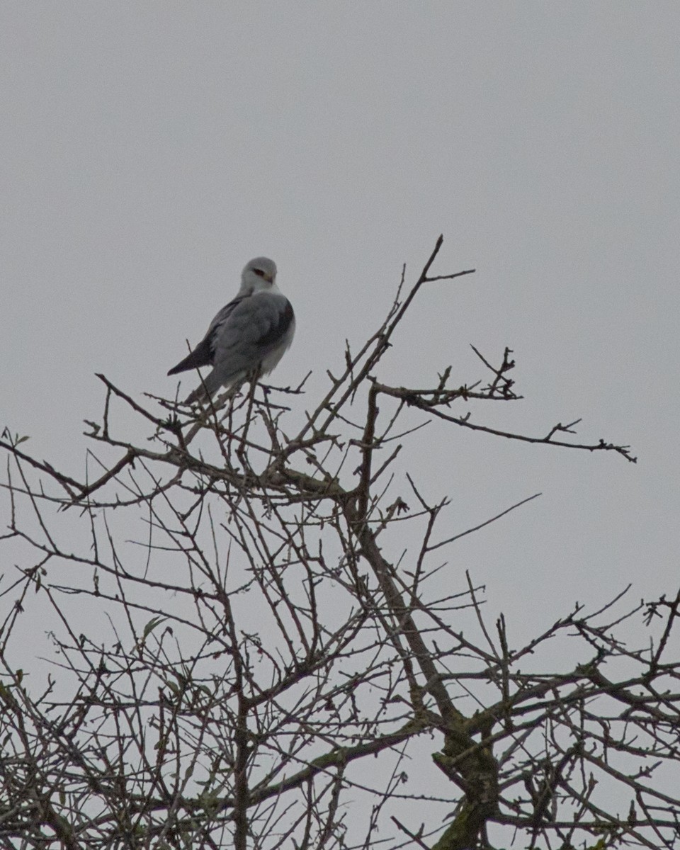 Шуліка чорноплечий - ML646837644