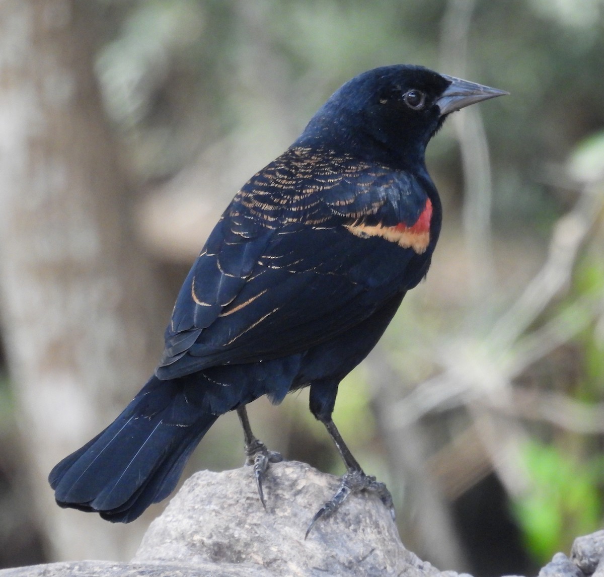 Еполетник червоноплечий - ML646837645