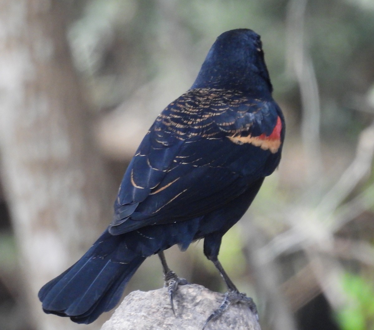 Еполетник червоноплечий - ML646837646