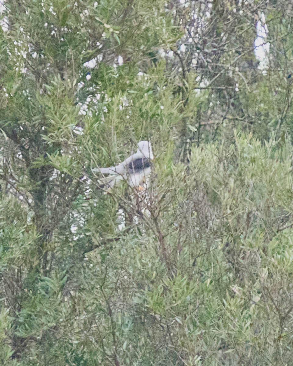 Шуліка чорноплечий - ML646837648