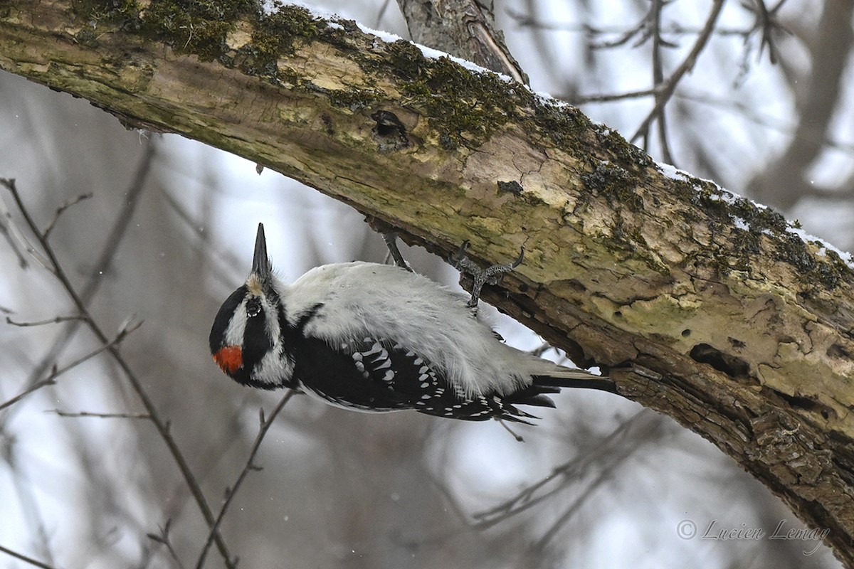 Hairy Woodpecker - ML646837649
