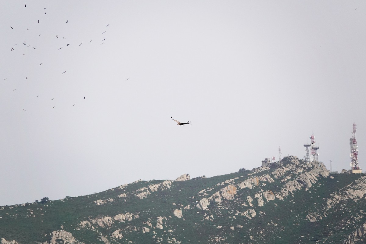 Sai arrea - ML646837657