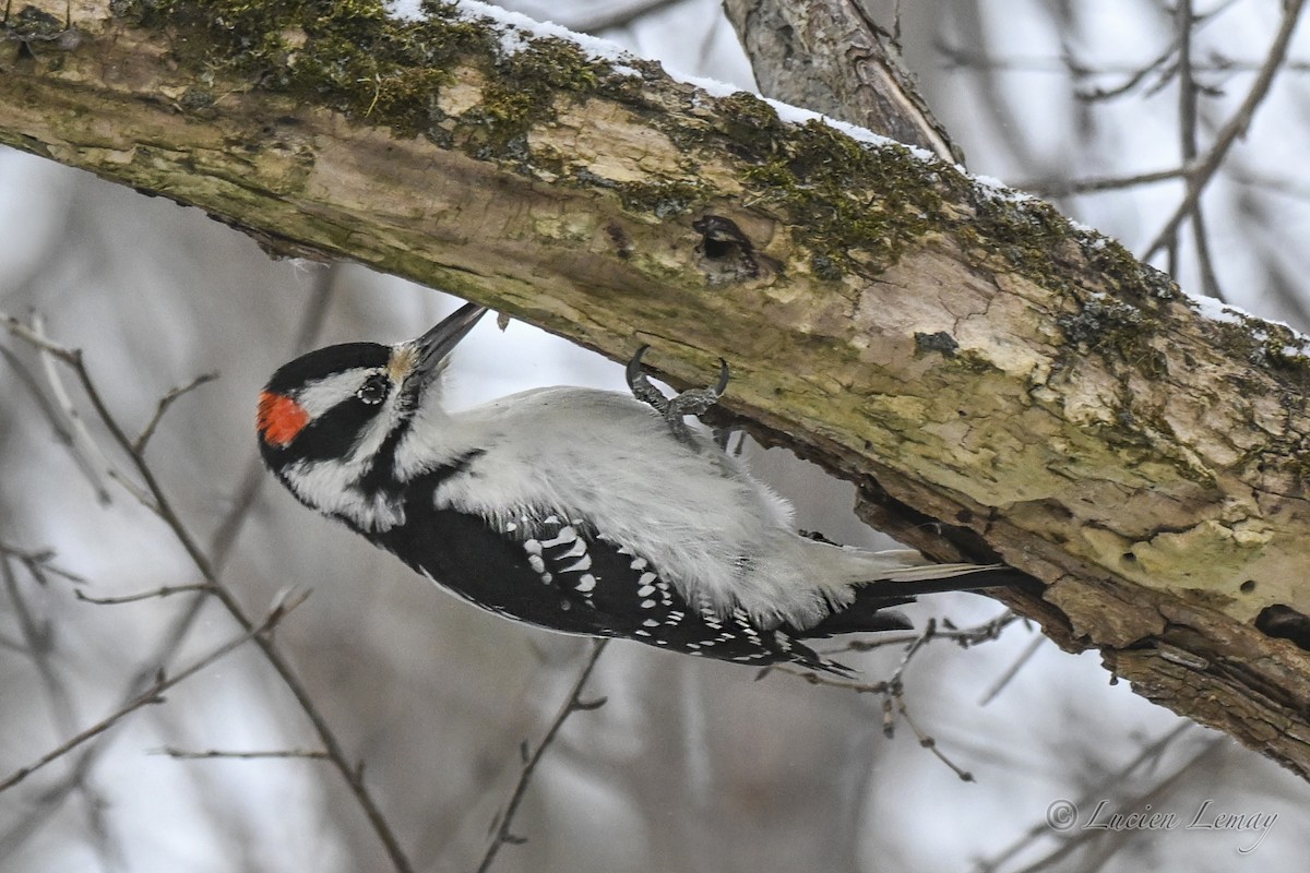 Hairy Woodpecker - ML646837658