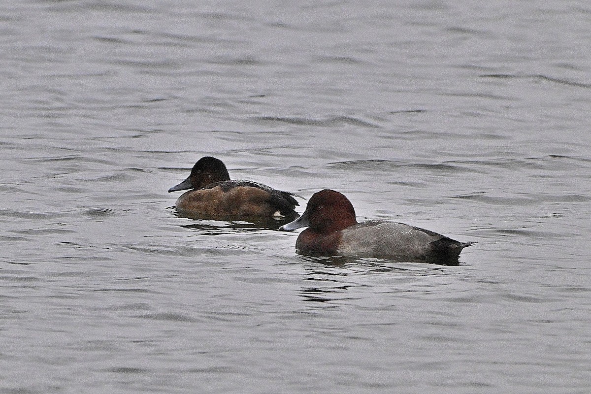 taffeland - ML646837659