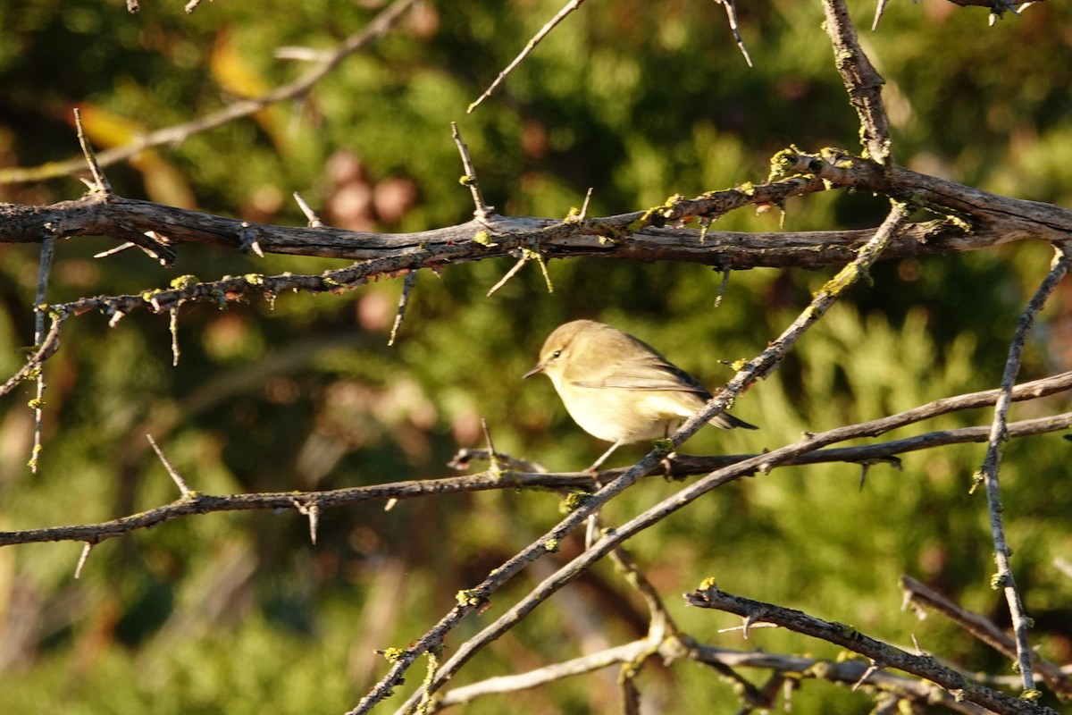 Common Chiffchaff - ML646837662