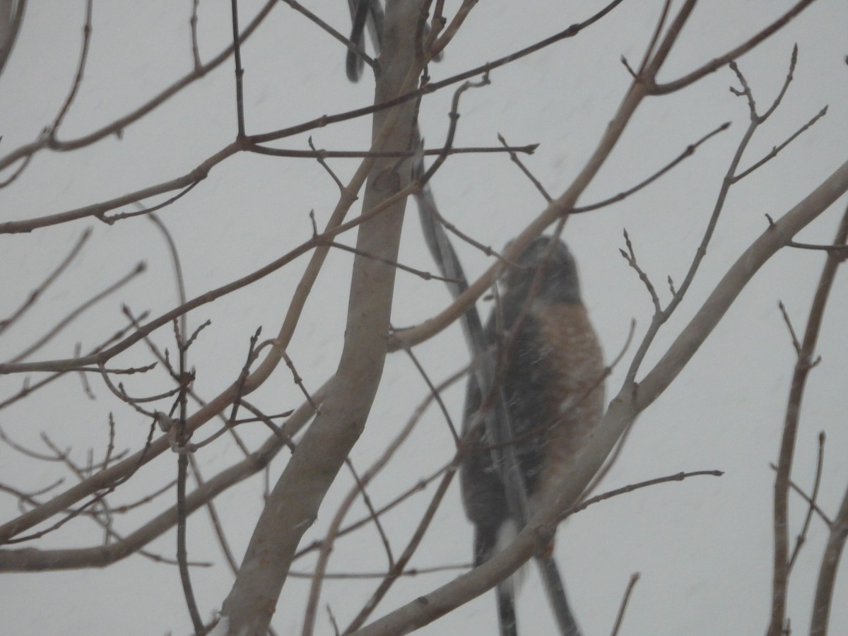 Cooper's Hawk - ML646837664