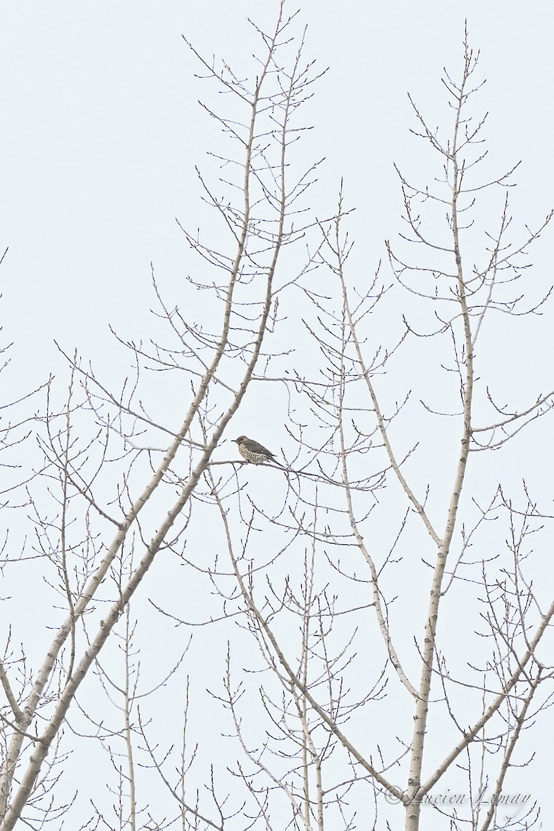 נקר צפון-אמריקני - ML646837683