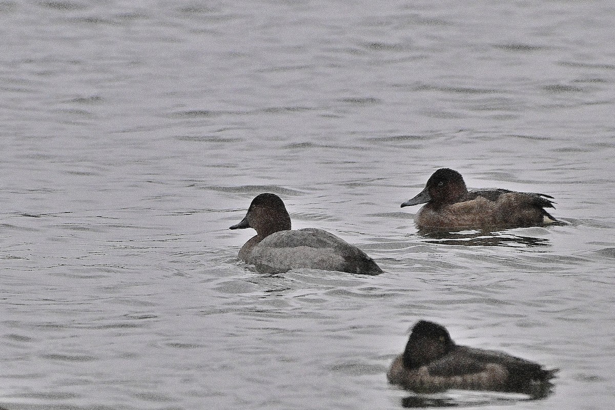 taffeland - ML646837684