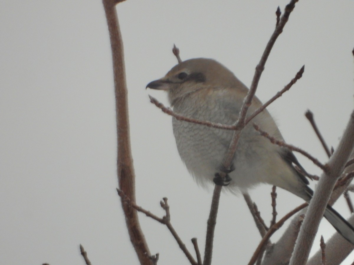 Northern Shrike - ML646837685