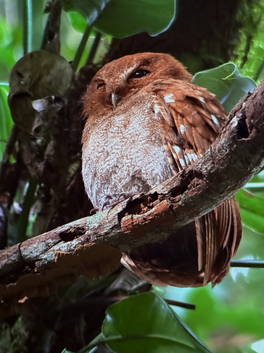 Puntarenas Screech-Owl (undescribed form) - ML646837691