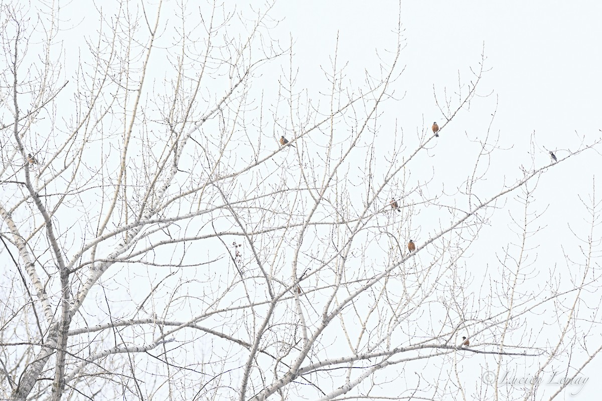 קיכלי נודד - ML646837706
