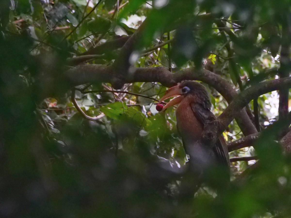 Rusty-cheeked Hornbill - ML646837712