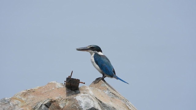 Collared Kingfisher - ML646837714