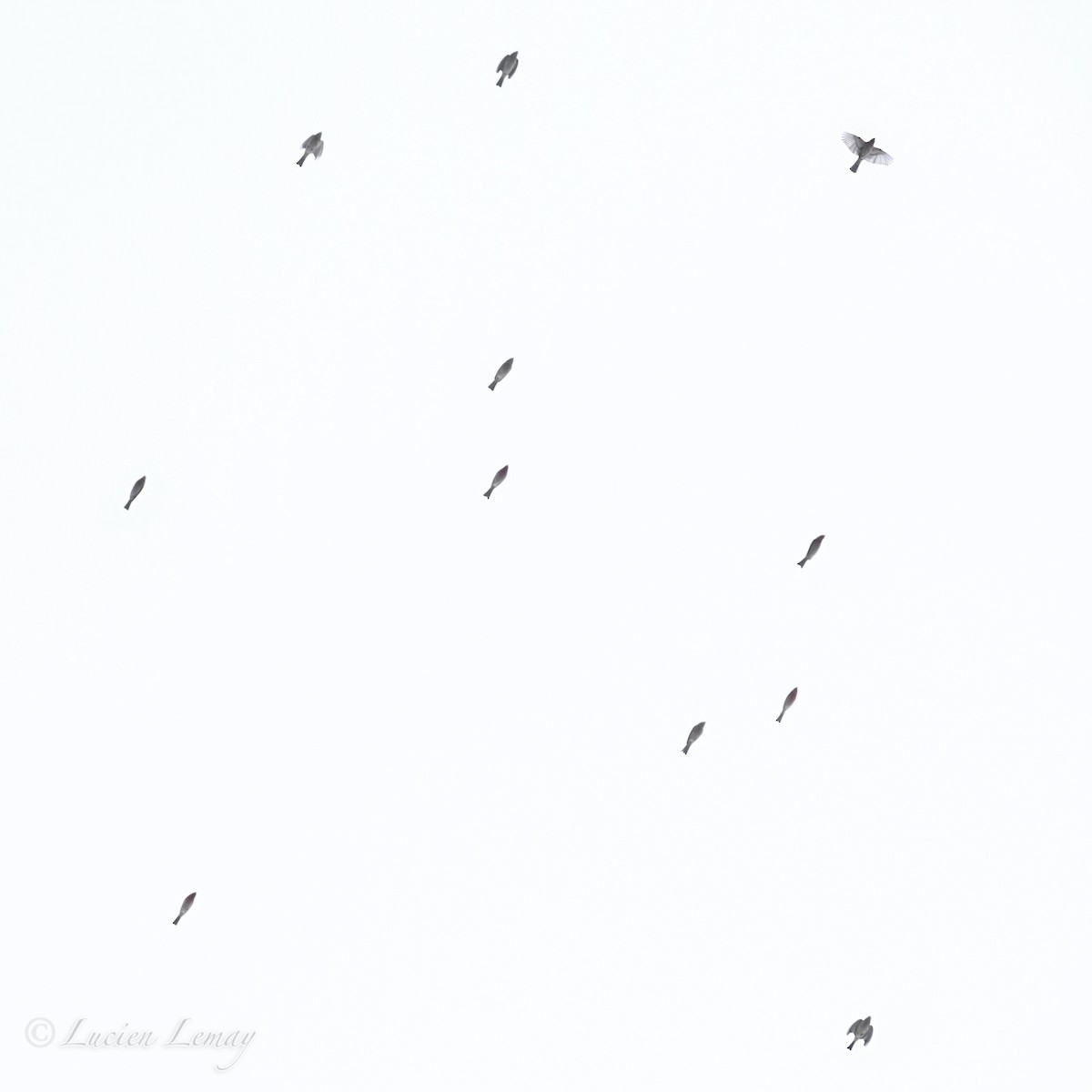 House Finch - ML646837718