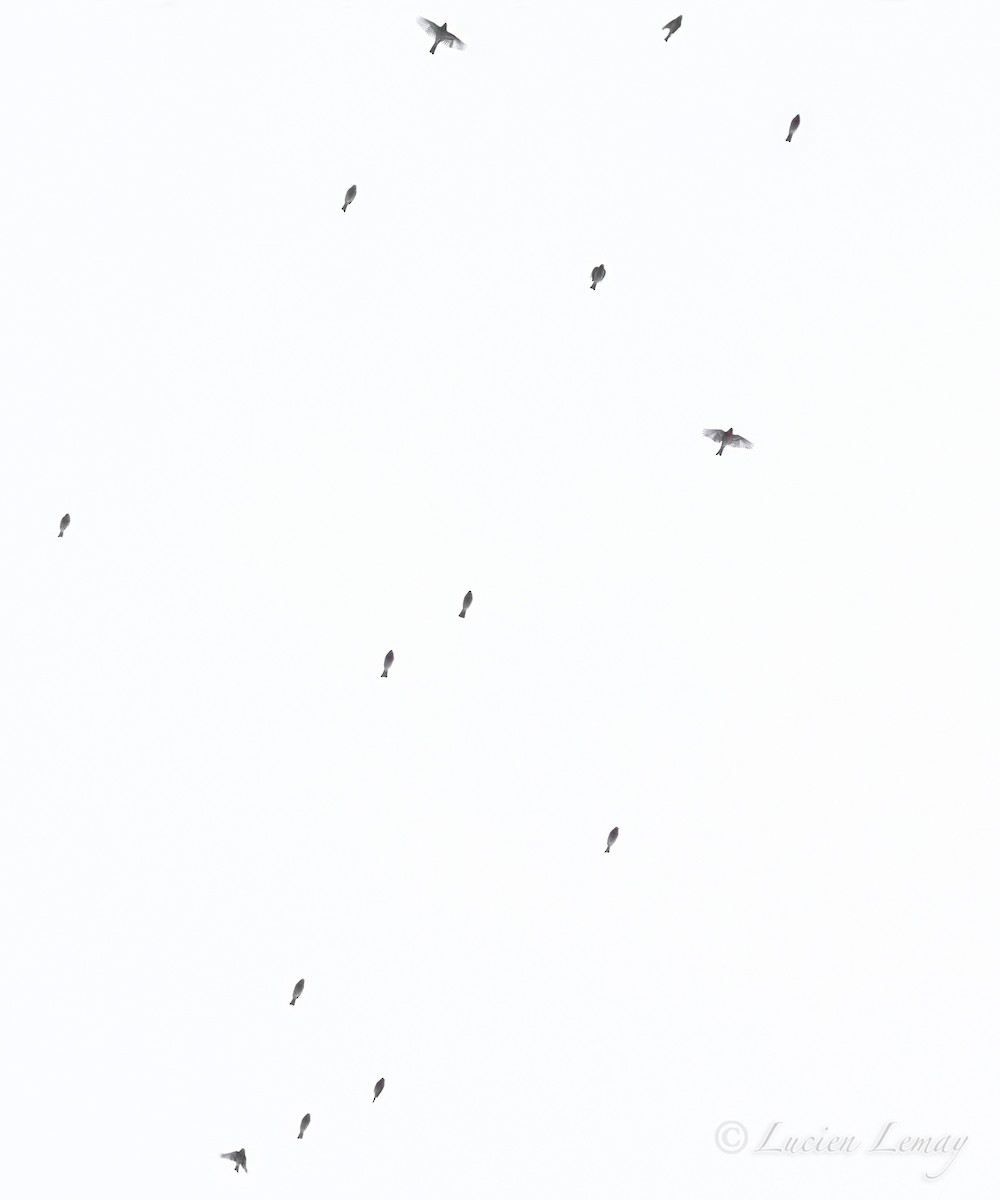 House Finch - ML646837720