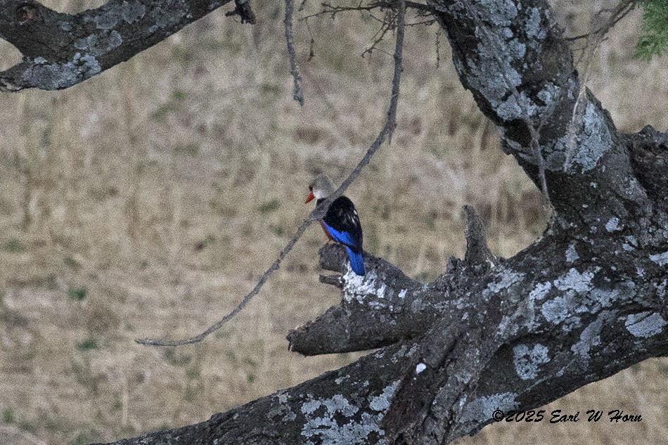 Alción Cabeciblanco - ML646837722