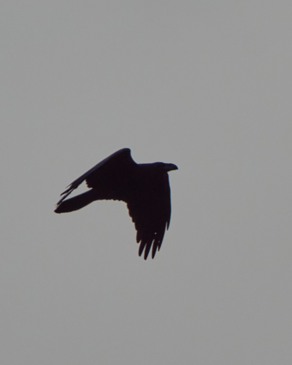 Common Raven - ML646837724
