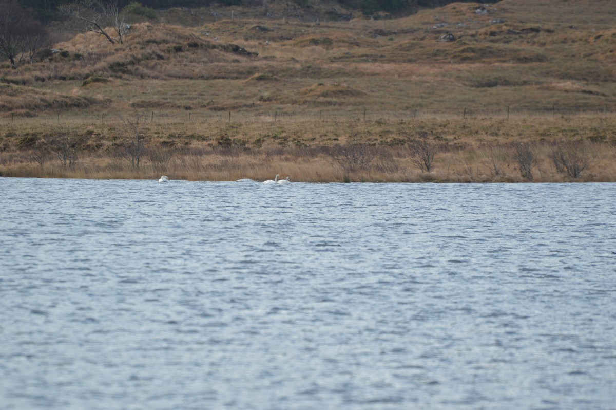 Whooper Swan - ML646837725