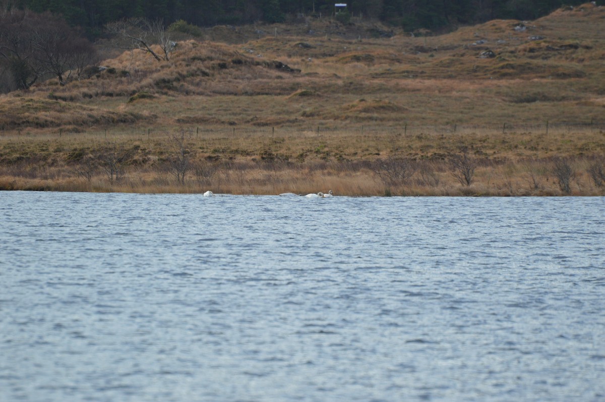 Whooper Swan - ML646837726