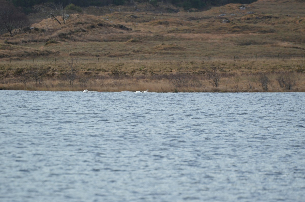 Whooper Swan - ML646837727