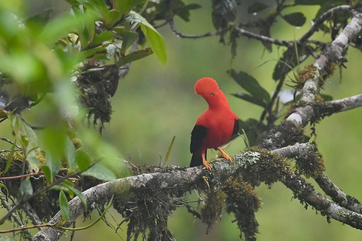 Andean Cock-of-the-rock - ML646837728