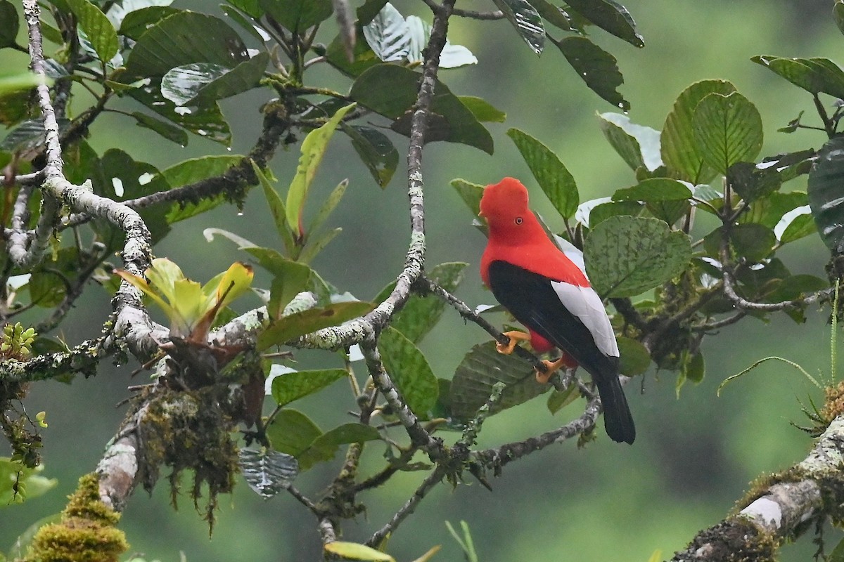 Andean Cock-of-the-rock - ML646837729