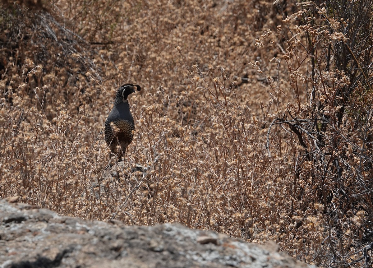 California Quail - ML646837730