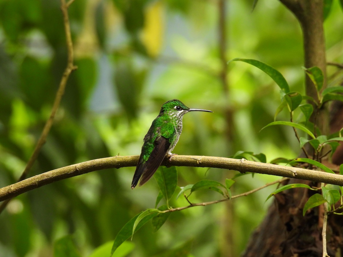 Green-crowned Brilliant - ML646837731