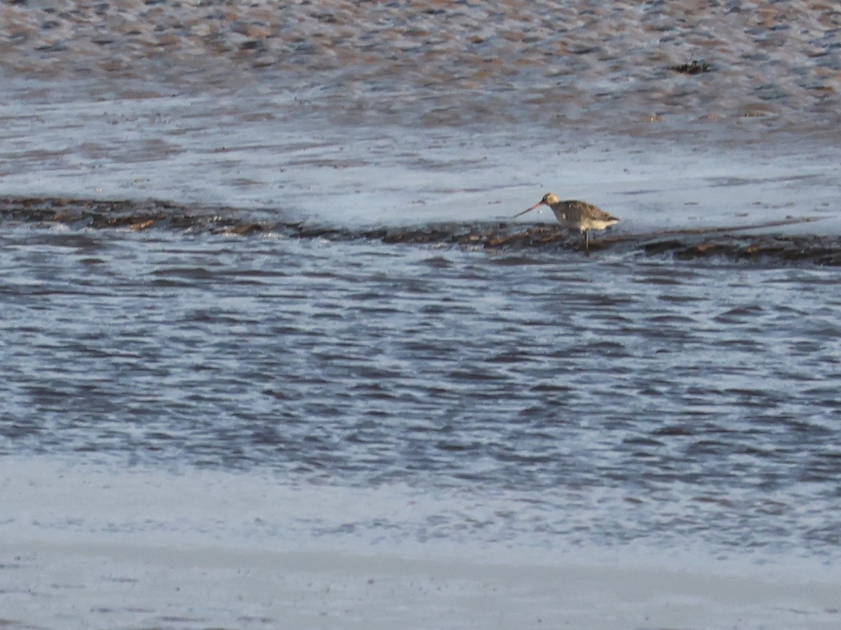 Barge rousse - ML646837732