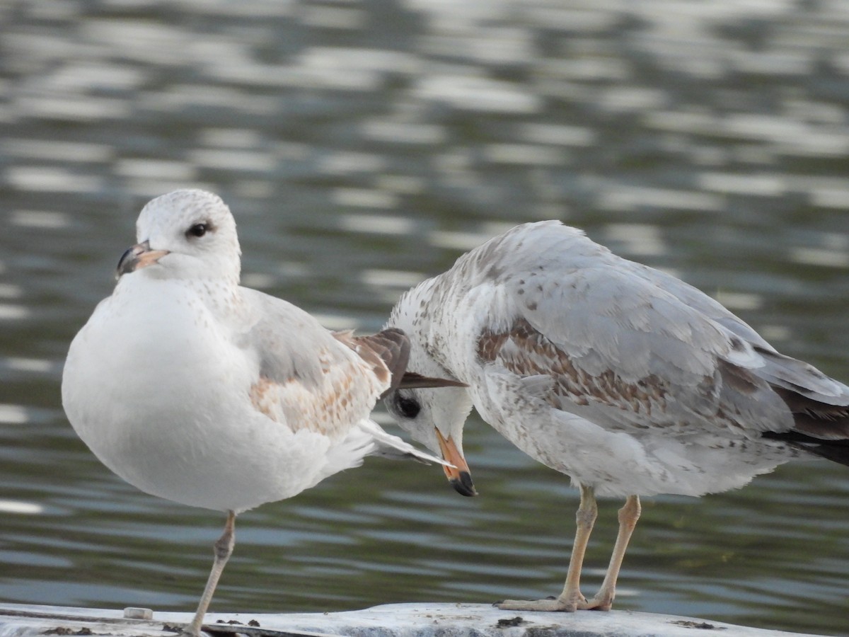 Ring-billed Gull - ML646837733