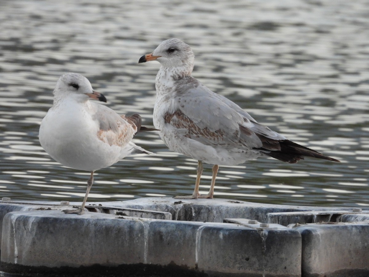 Ring-billed Gull - ML646837734