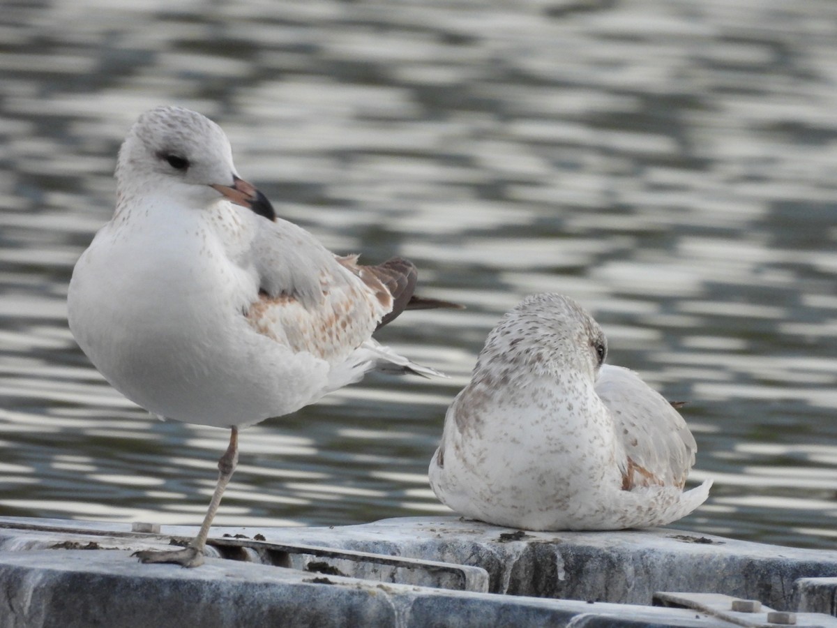 Ring-billed Gull - ML646837735
