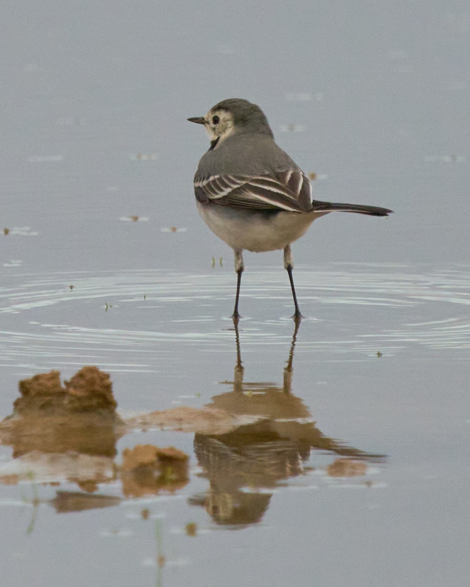 Плиска біла - ML646837736