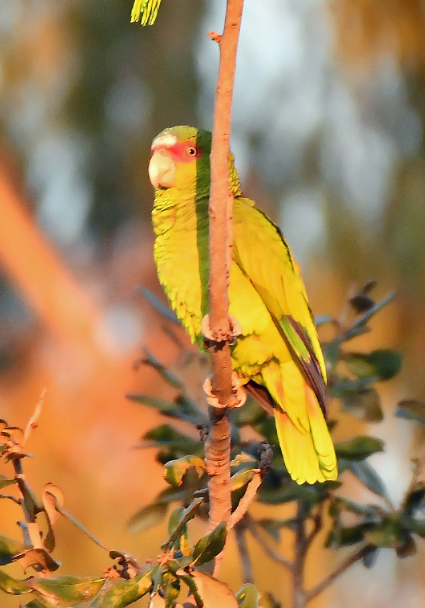 White-fronted Amazon - ML646837737