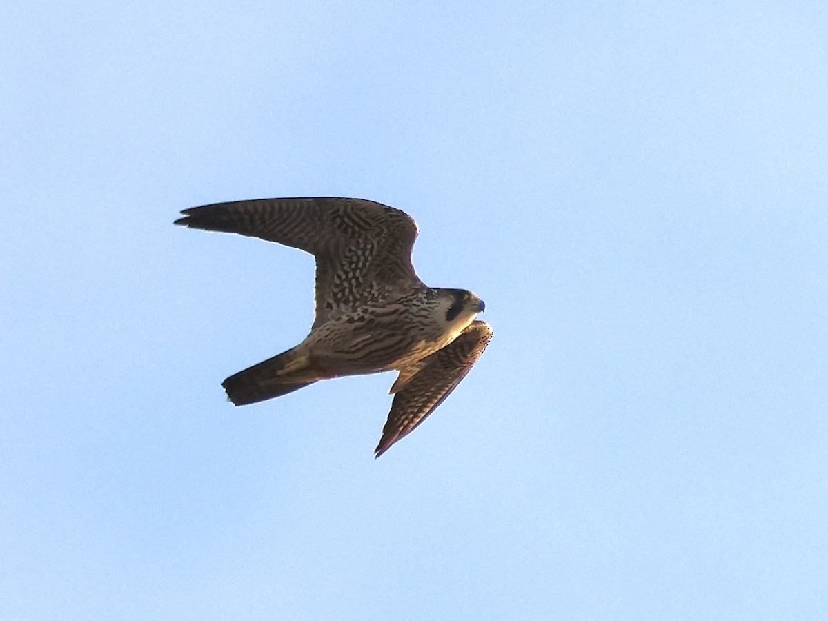 Peregrine Falcon - ML646837738