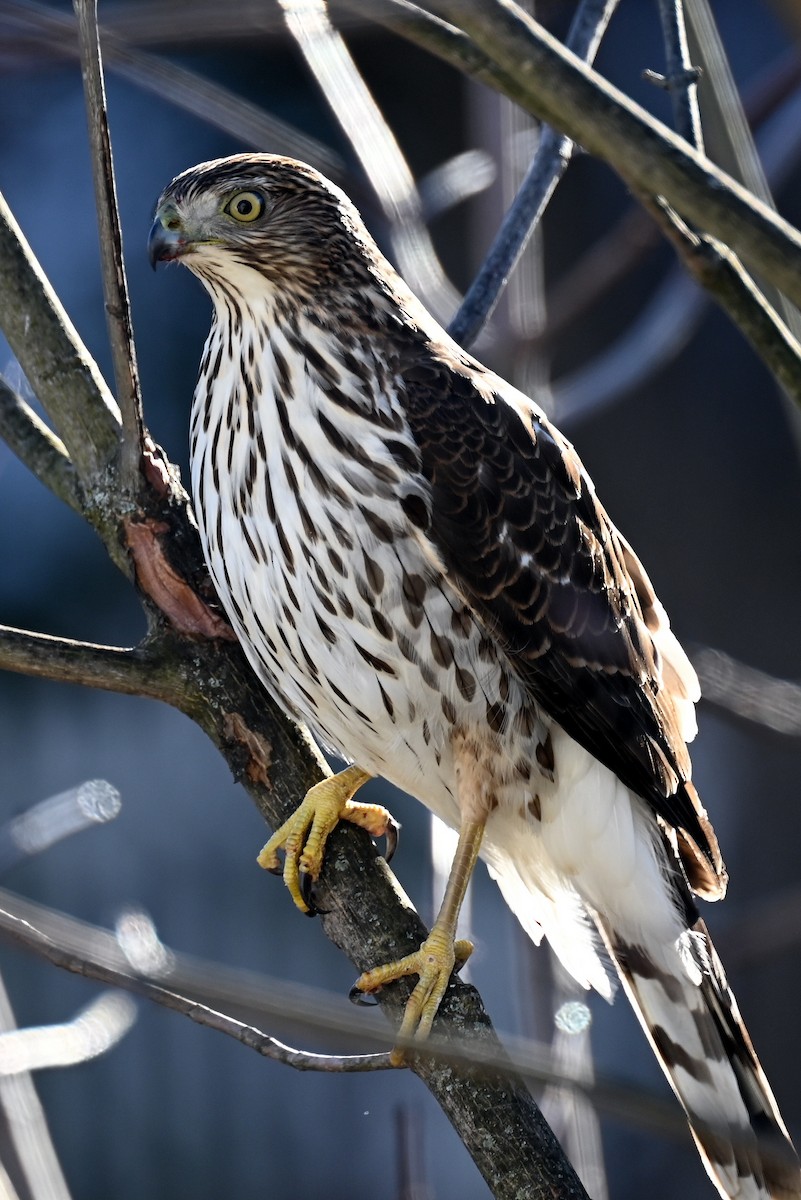 Cooper's Hawk - ML646837739