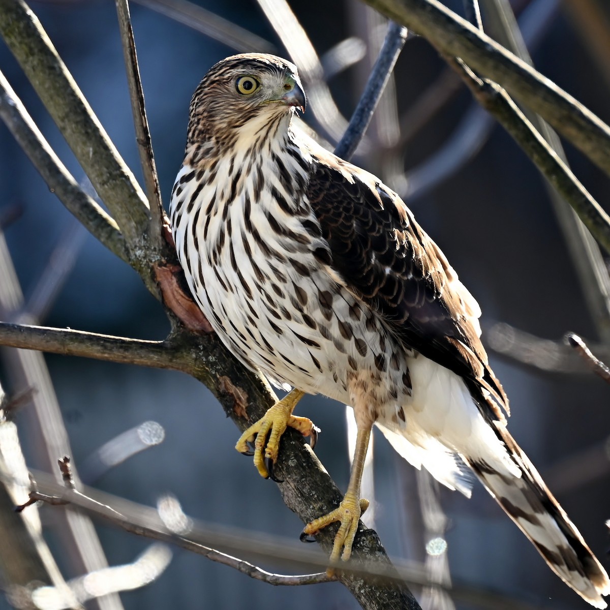 Cooper's Hawk - ML646837740