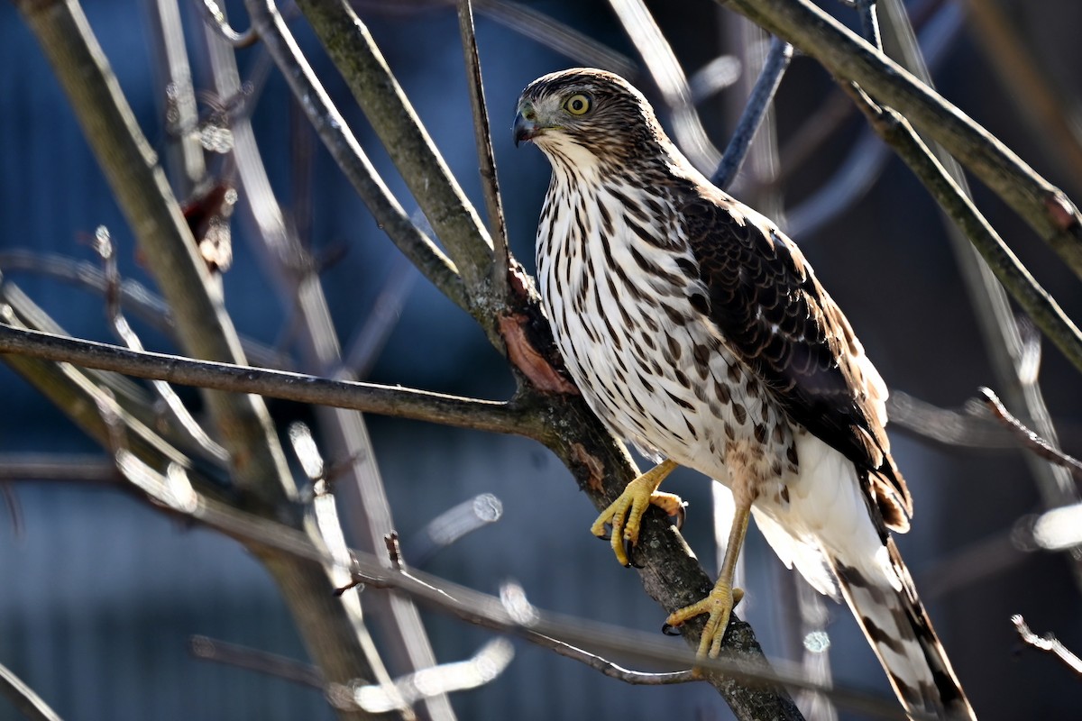 Cooper's Hawk - ML646837741