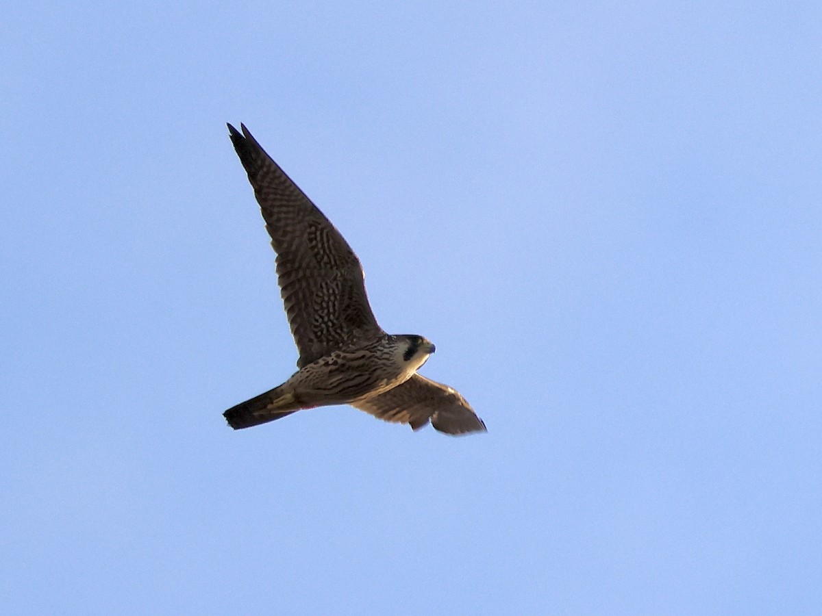 Peregrine Falcon - ML646837742