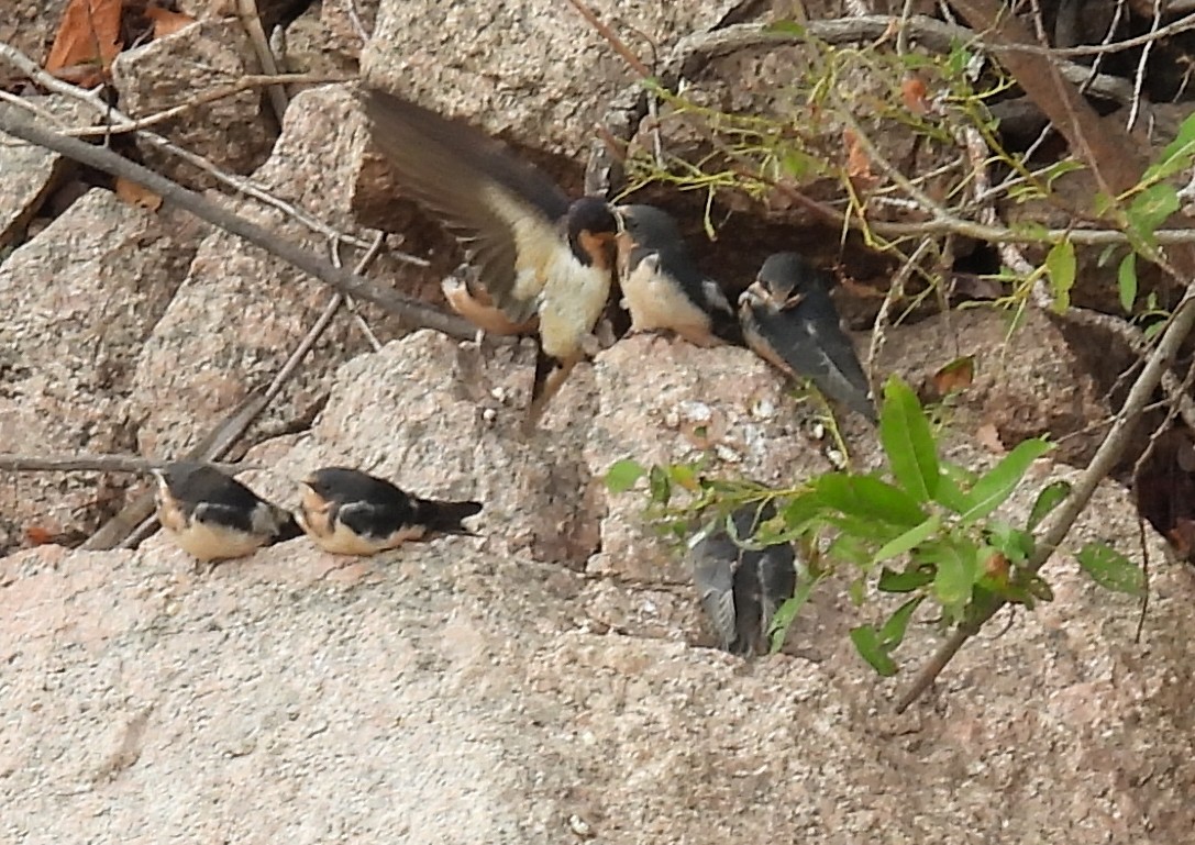 Barn Swallow - ML646837743