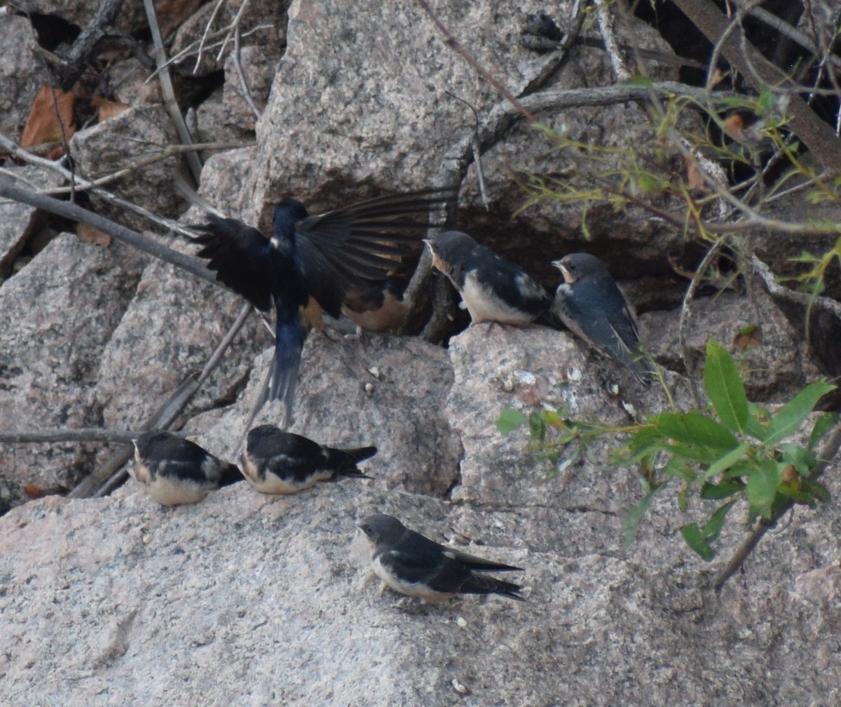 Barn Swallow - ML646837744