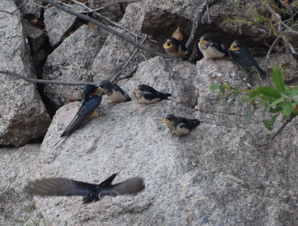 Barn Swallow - ML646837745